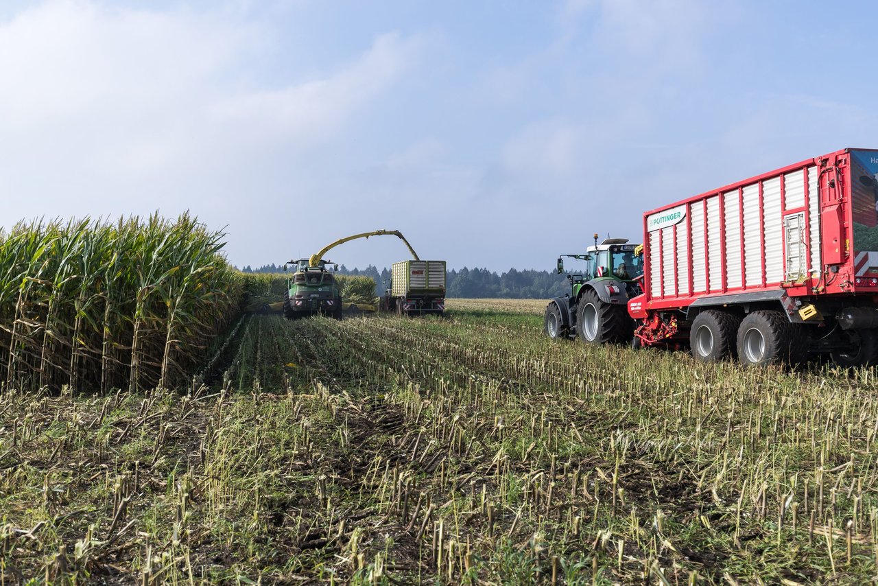 Bild 154 - Maisernte